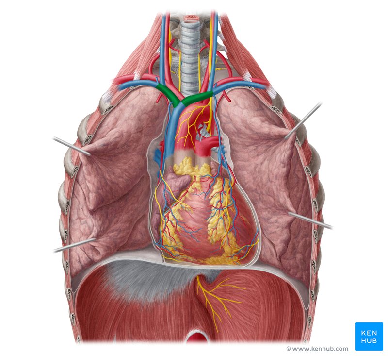 Brachiocephalic vein (vena brachiocephalica)