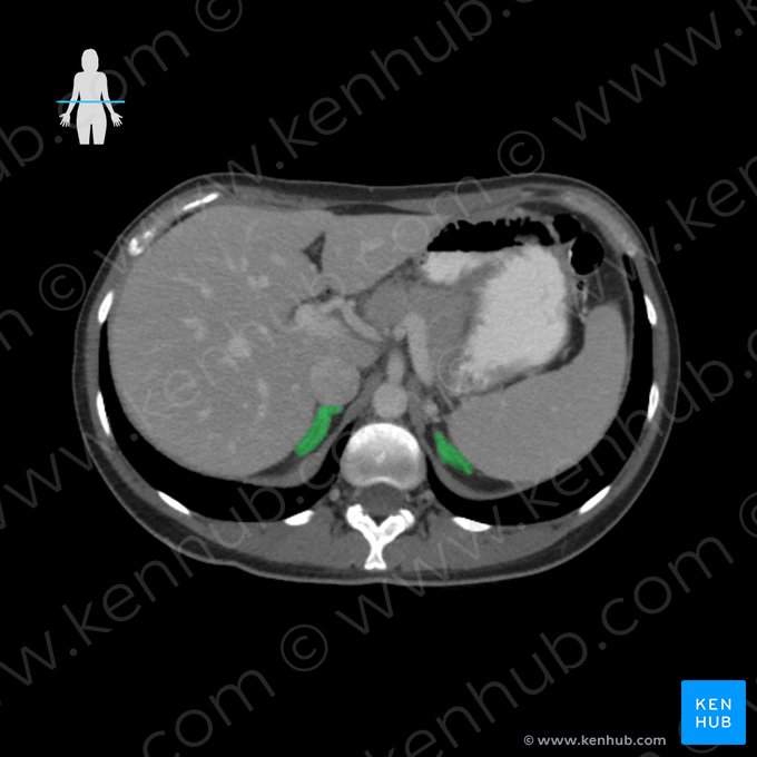 Glândula suprarrenal (Glandula suprarenalis); Imagem: 