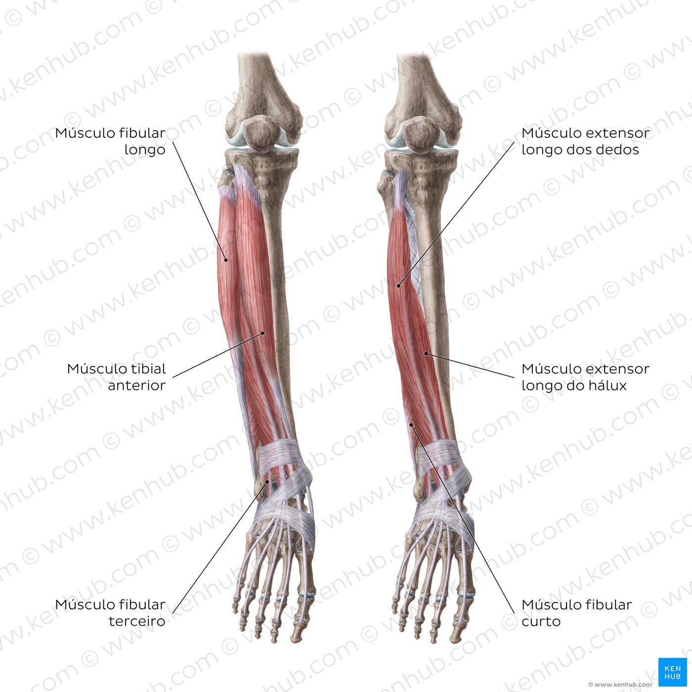 Músculos do joelho e da perna - vista anterior