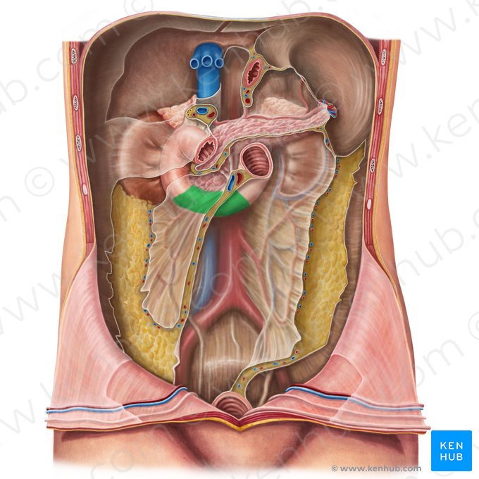Horizontal part of duodenum (Pars horizontalis duodeni); Image: Irina Münstermann