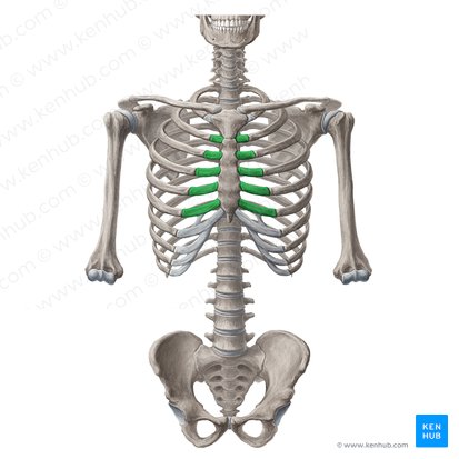 Costal cartilages of 2nd-6th ribs (Cartilagines costales costarum 2-6); Image: Yousun Koh