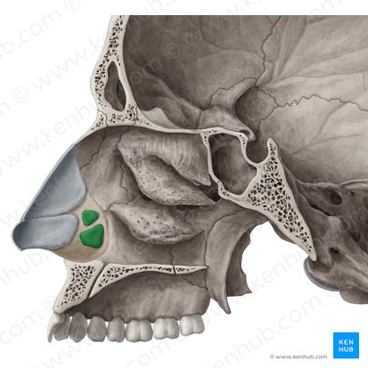 Cartilagem alar menor (Cartilagines alares minores); Imagem: Yousun Koh