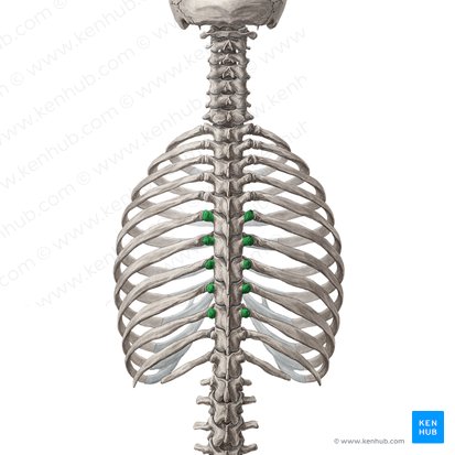 Transverse processes of vertebrae T6-T10 (Processus transversi vertebrarum T6-T10); Image: Yousun Koh