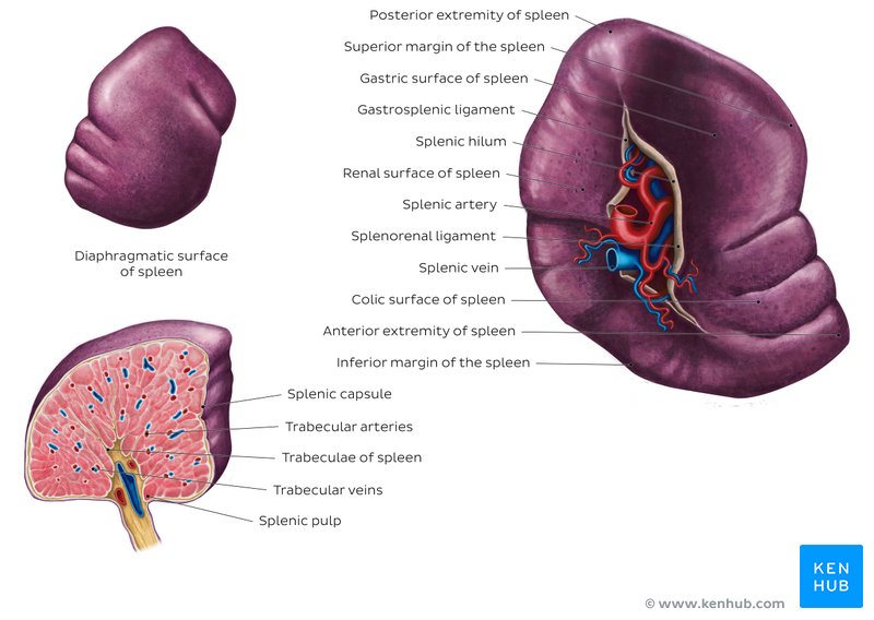 Normal spleen histology (diagram). 