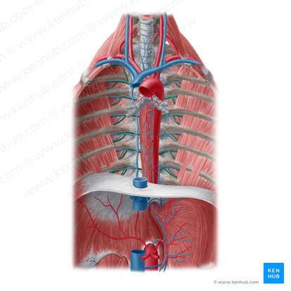 Arteria intercostal posterior (Arteria intercostalis posterior); Imagen: Yousun Koh
