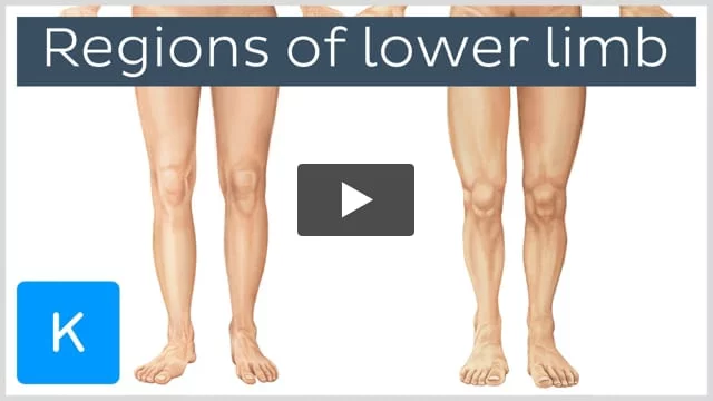 Overview of the processed model of the left leg and position of