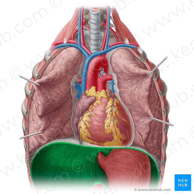 Diaphragme (Diaphragma); Image : Yousun Koh