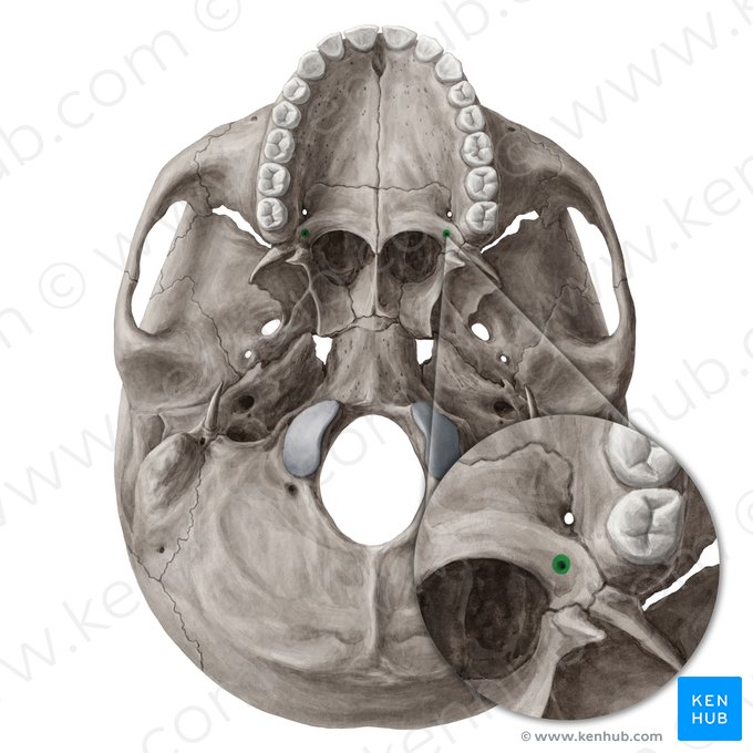 Forame palatino menor (Foramen palatinum minus); Imagem: Yousun Koh