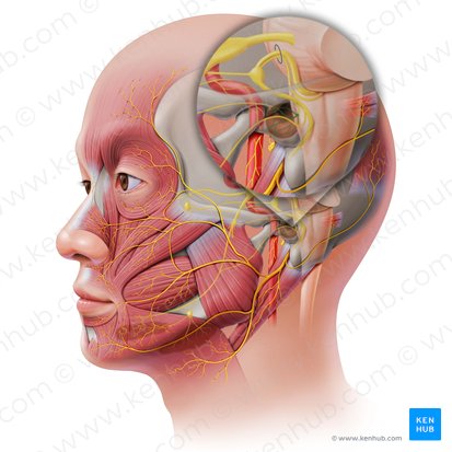 Tympanic plexus (Plexus tympanicus); Image: Paul Kim