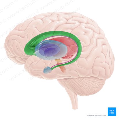 Caudate nucleus (Nucleus caudatus); Image: Paul Kim