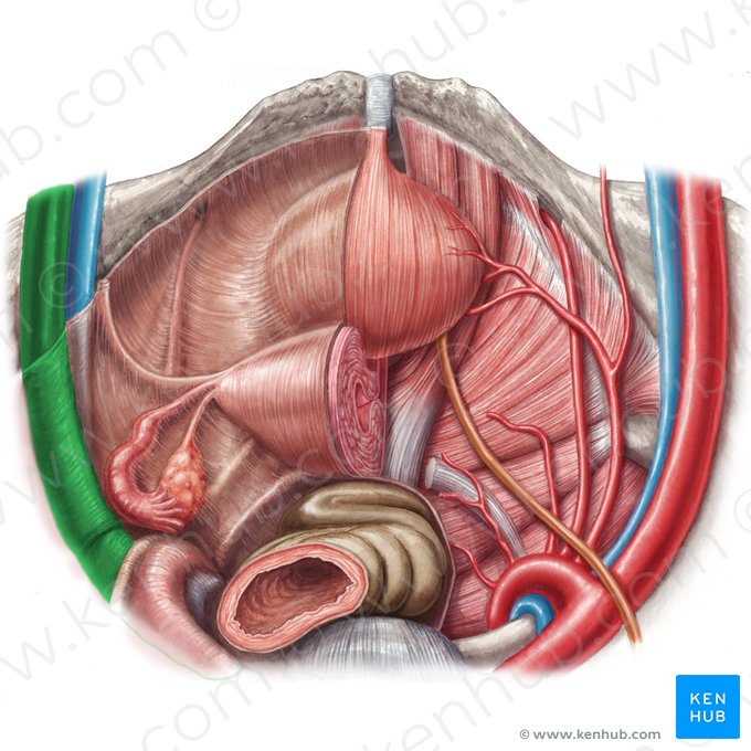 Left external iliac artery (Arteria iliaca externa sinistra); Image: Irina Münstermann