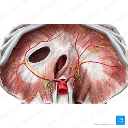 Artéria suprarrenal superior (Arteria suprarenalis superior); Imagem: Stephan Winkler