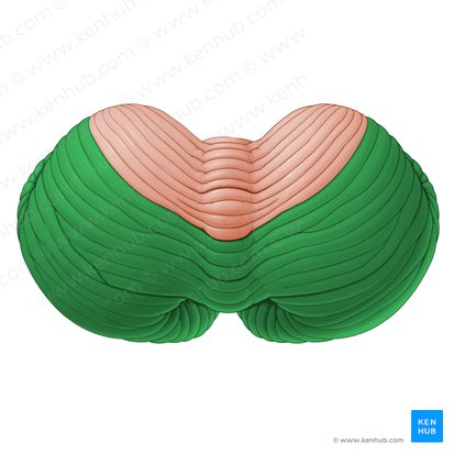 Lobus posterior cerebelli (Hinterer Lappen des Kleinhirns); Bild: Paul Kim