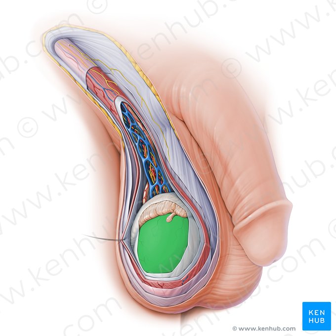 Tunique albuginée du testicule (Tunica albuginea testis); Image : Paul Kim