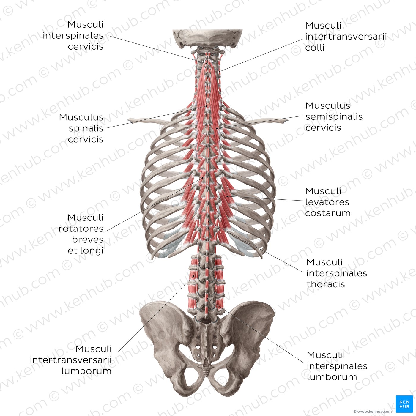Tiefe Rückenmuskulatur: Tiefe und tiefste Schicht