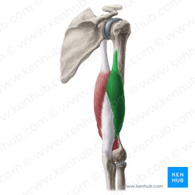 Triceps Braquial Origem Insercao Inervacao E Funcao Kenhub