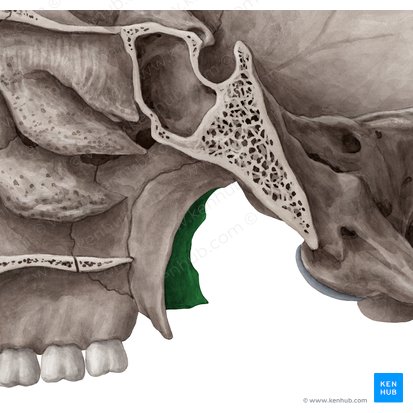 Lâmina lateral do processo pterigóideo do osso esfenoide (Lamina lateralis processus pterygoidei ossis sphenoidalis); Imagem: Yousun Koh