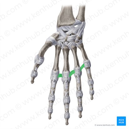 Ligamentum metacarpeum transversum profundum (Tiefes Querband der Fingergrundgelenke); Bild: Yousun Koh