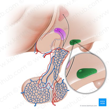 Núcleo arcuato del hipotálamo (Nucleus arcuatus hypothalami); Imagen: Paul Kim