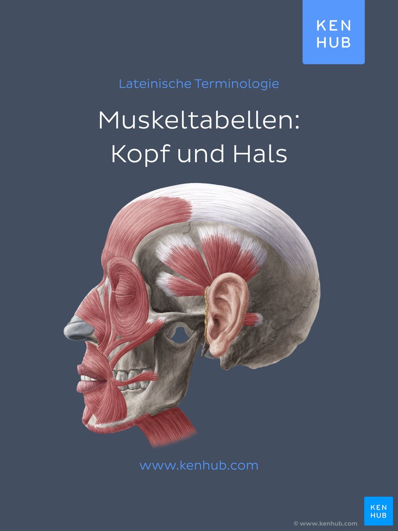 Muskeltabellen: Kopf und Hals