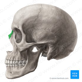 Nasal bone (Os nasale); Image: Yousun Koh