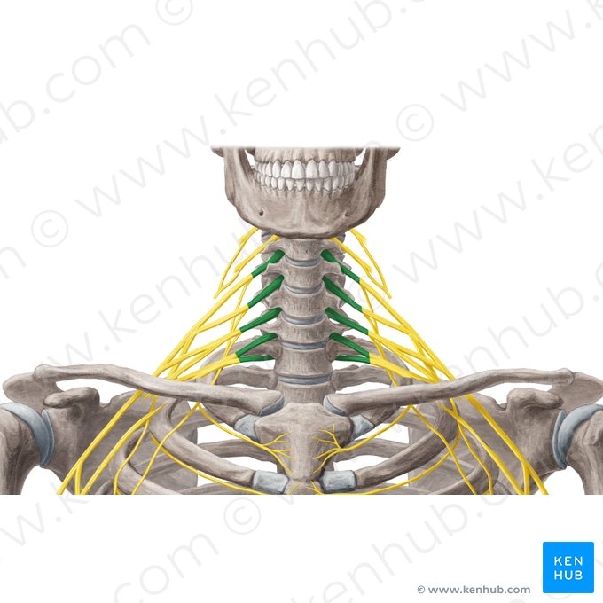 Nervios espinales C3 - C7 (Nervi spinales C3-C7); Imagen: Yousun Koh