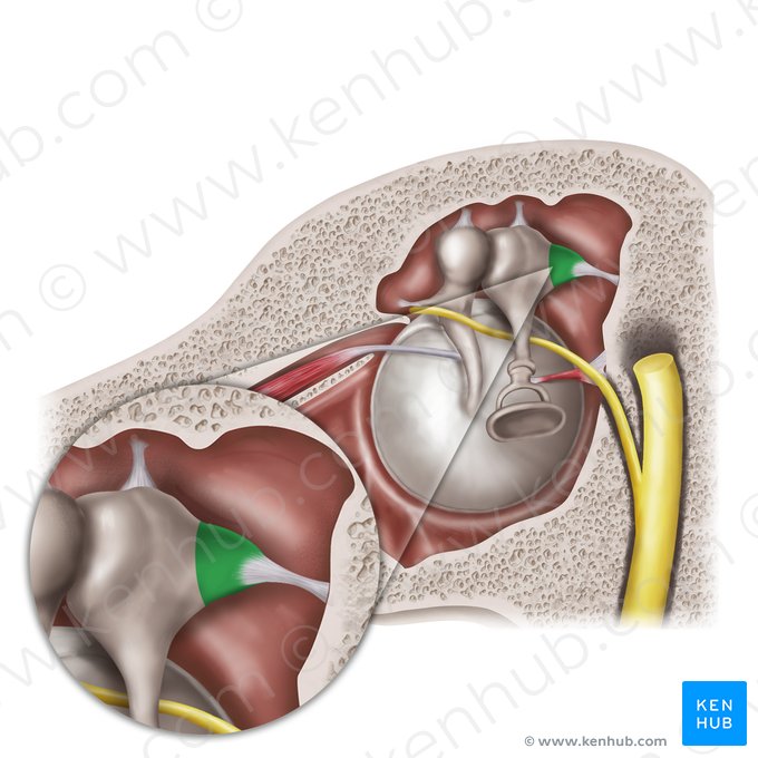 Short limb of incus (Crus breve incudis); Image: Mao Miyamoto