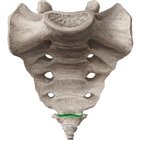 Sacrococcygeal joint
