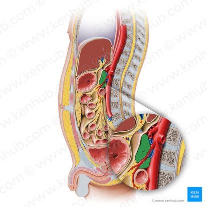 Pancréas (Pancreas); Image : Paul Kim