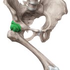 Articulación coxofemoral