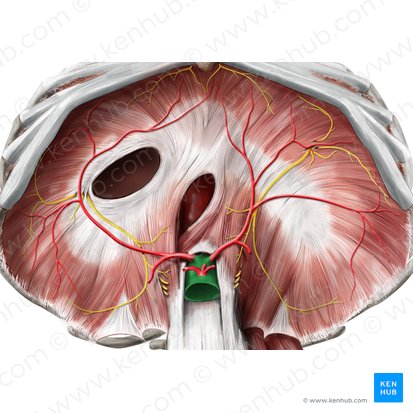 Aorta abdominal (Aorta abdominalis); Imagen: Stephan Winkler