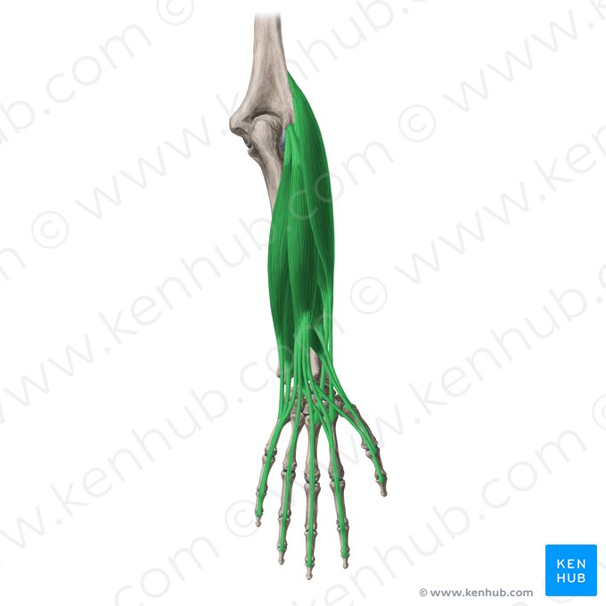 Músculos posteriores (extensores) do antebraço (Musculi extensores antebrachii); Imagem: Yousun Koh