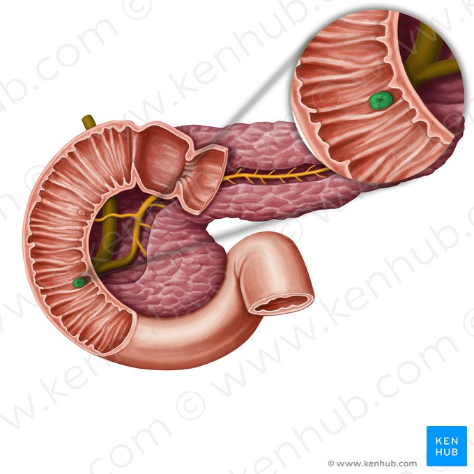 Papila maior do duodeno (Papilla major duodeni); Imagem: Irina Münstermann