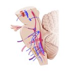 Cranial nerve nuclei