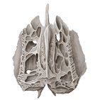 Ethmoid bone