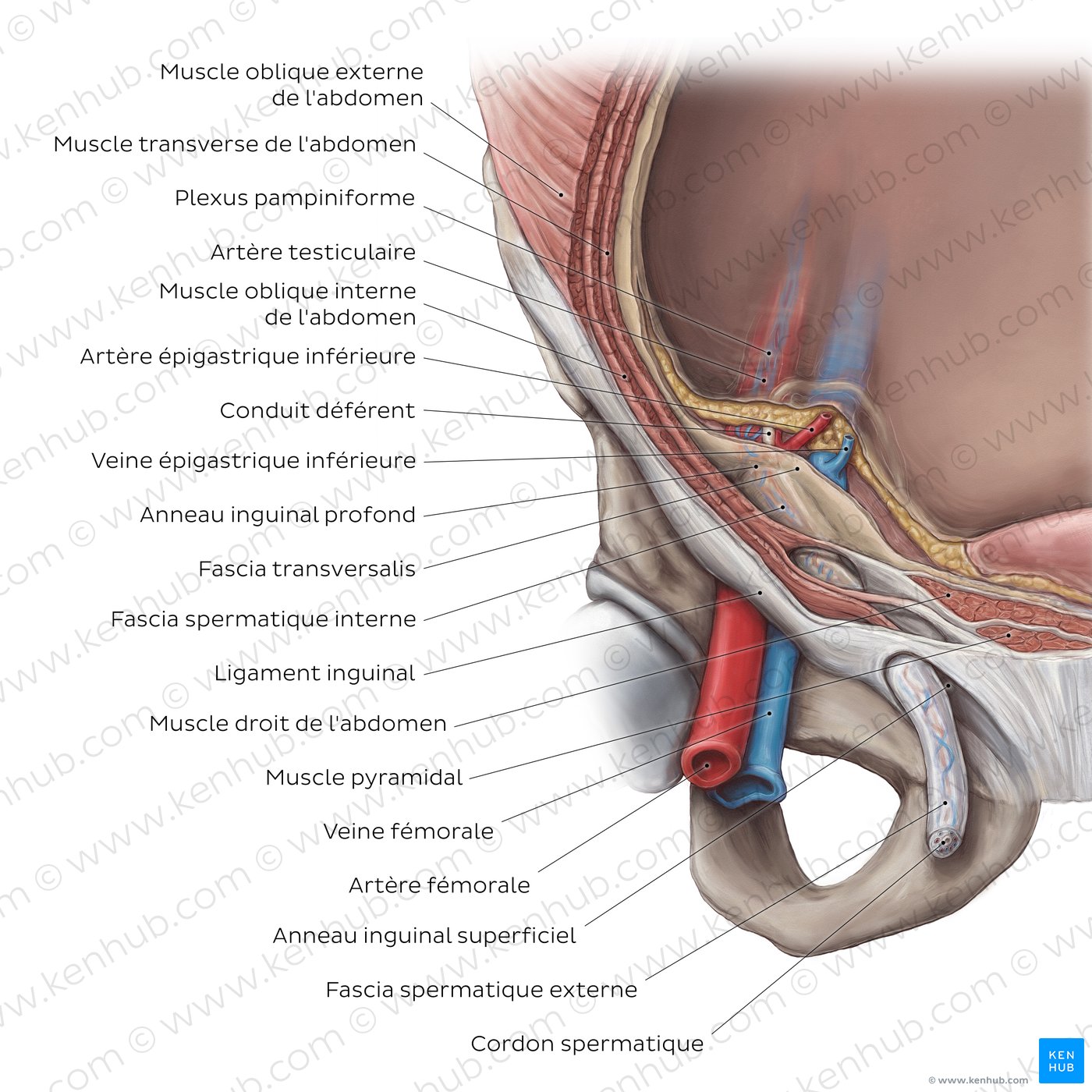 Inguinal canal (overview)