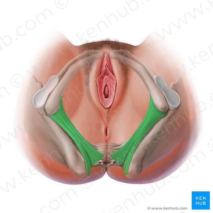 Ligamentum sacrotuberale (Kreuzbein-Sitzbeinhöcker-Band); Bild: Paul Kim