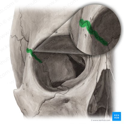 Frontozygomatic suture (Sutura frontozygomatica); Image: Yousun Koh