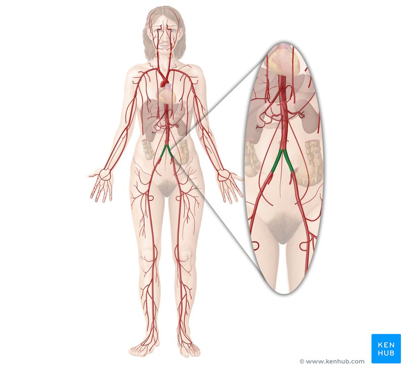 Common iliac artery (Arteria iliaca communis)