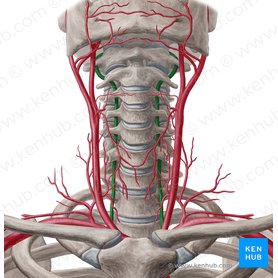 Arteria vertebralis (Wirbelarterie); Bild: Yousun Koh