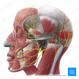 Cervical branch of facial nerve (Ramus cervicis nervi facialis); Image: Yousun Koh