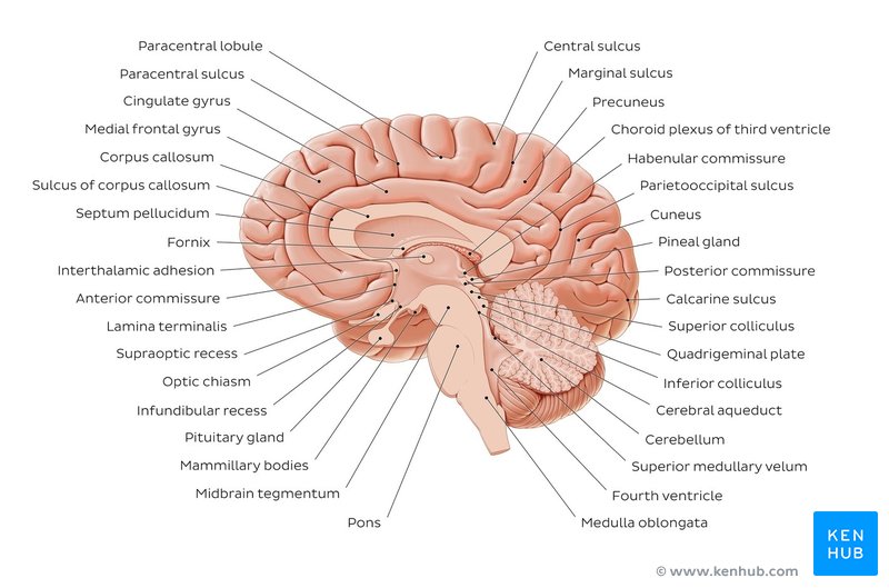 Midsagittal section of the brain: Anatomy | Kenhub