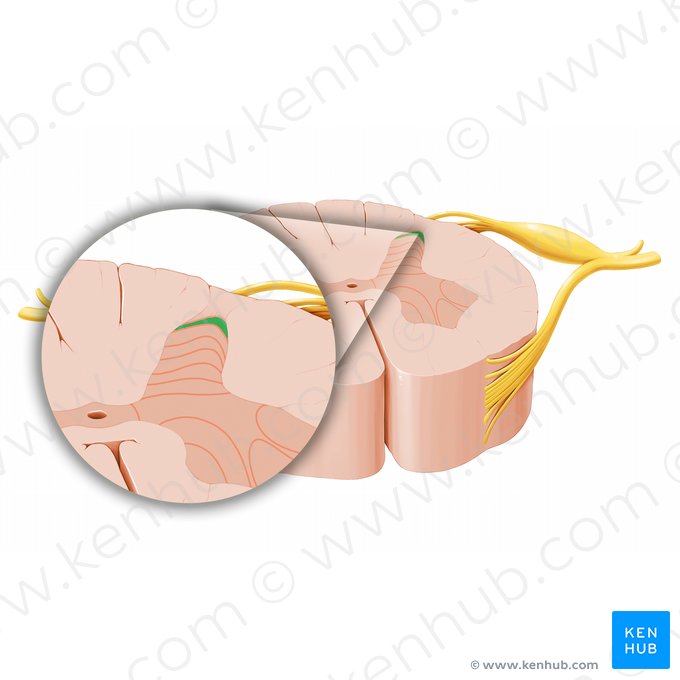 Lamina spinalis I (Spinalschicht I); Bild: Paul Kim