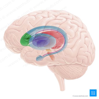 Head of caudate nucleus (Caput nuclei caudati); Image: Paul Kim