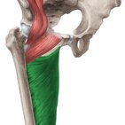 Musculus adductor magnus