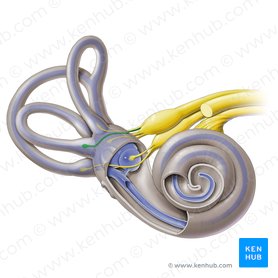 Nervio ampular lateral (Nervus ampullaris lateralis); Imagen: Paul Kim