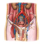 Lymphatics of the male genitalia