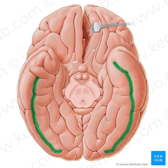 Sulco occipitotemporal (Sulcus occipitotemporalis); Imagem: Paul Kim