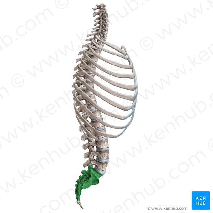 Sacrum (Os sacrum); Image : Irina Münstermann