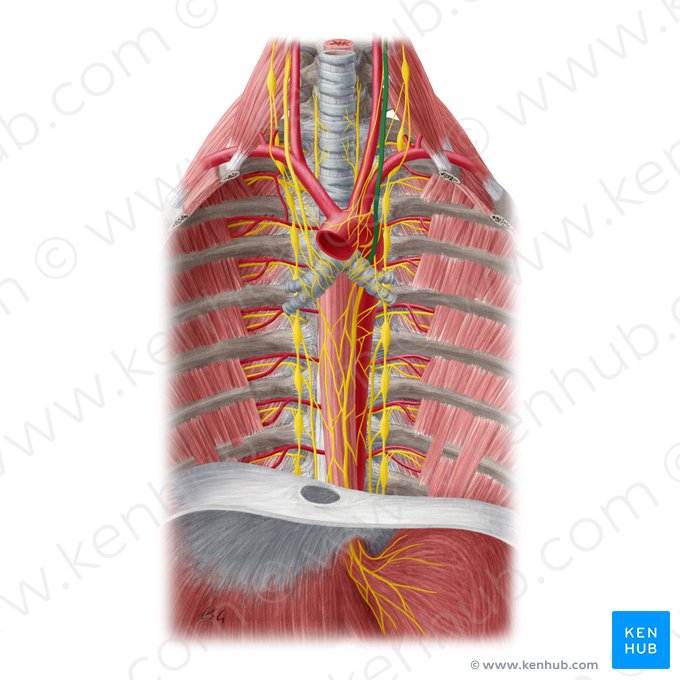 Left vagus nerve (Nervus vagus sinister); Image: Yousun Koh